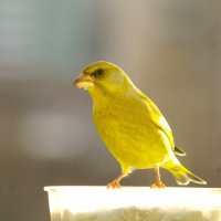 Золотая птица... если-б не драчунья была :) :: Юрий Куликов