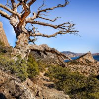 Страж тропы. :: Сергей Воротников