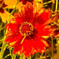 Кореопсис "Меценат" :: оля san-alondra