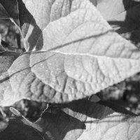 Фотография :: Денис Безногов