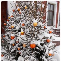 Золотые "яблоки" :: Alisia La DEMA