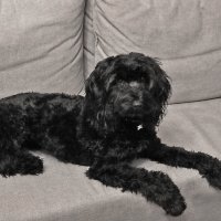 Фотомодель лабрадудель Тучка :: Светлана 