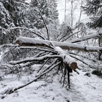 Бурелом… :: Любовь 