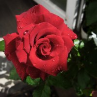 Бархатная  роза :: Валентин Семчишин