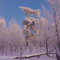 Краски зимнего вечера :: Галина Ильясова