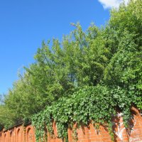 Нижний Тагил :: Елена Шаламова Нижний Тагил :: Елена Шаламова