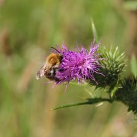 Шмель. :: Александр. AVG100 ---