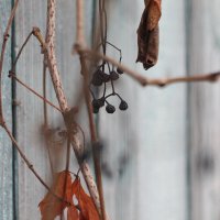 Виноград :: Вячеслав Крысанов