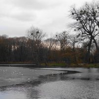 Чайки в городском парке :: Рита Симонова