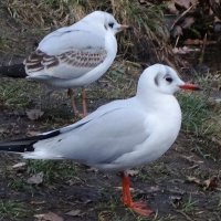 Чайки в городском парке :: Рита Симонова Чайки в городском парке :: Рита Симонова