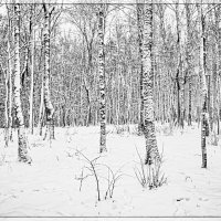 После снегопада.. :: Юрий Яньков