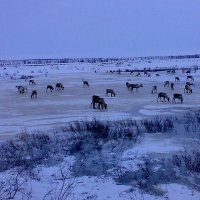 ЯМАЛ :: Tata Wolf ЯМАЛ :: Tata Wolf