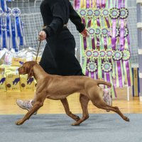 Выжгла :: Анатолий Шумилин