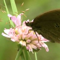 Из Серии __В заповедных Лесах __ A keepsake photo ((.... фото на память )) :: Игорь Пляскин