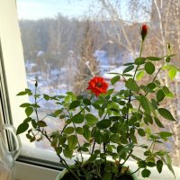 Розы к морозам . :: Мила Бовкун