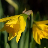 Про нарциссы... :: Николай Гирш