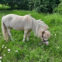 Здравствуй, Новый 2026 год! :: Владимир Соколов (svladmir)