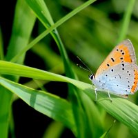 опять про бабочек...252 :: Александр Прокудин