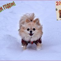 Слышу шаги Деда Мороза! Встречу первым! :: Валентина  Нефёдова 