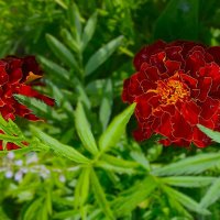 "бархатцы" :: Olga Oskolkova