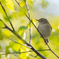 Пеночка. Весеннее настроение. :: Владимир Лазарев