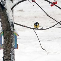 Поближе к кормушке :: Валерий Иванович