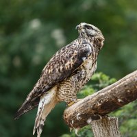 Канюк :: SanSan 