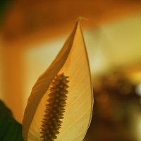 Женское счастье спатифиллум :: Владимир Кириченко