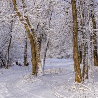 Зимний лес :: Игорь Сикорский