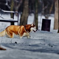 Вот он первый снег... :: Николай Саржанов