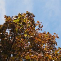 май :: Елена Шаламова