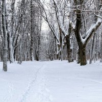 Зимний парк. :: Милешкин Владимир Алексеевич 