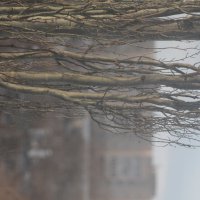 Тополь :: Вячеслав Крысанов