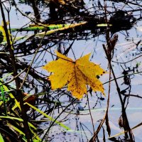 Декабрьские этюды :: Рита Симонова