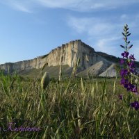 Природа Крыма :: Amazing Cosmea
