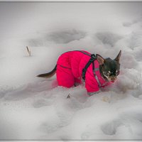 Всех с Наступающим Новым Годом! :: Юрий Яньков