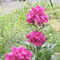 Три брата :: Дмитрий Никитин