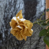 Предновогодняя Роза :: Валерий Басыров Предновогодняя Роза :: Валерий Басыров