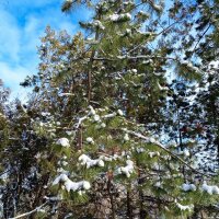 Зима пришла! :: Нина Бутко Зима пришла! :: Нина Бутко