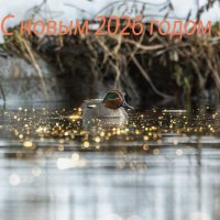 с новым годом! :: юрий макаров