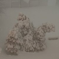 Снегопад... :: tatyana 