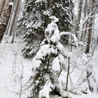 сборище новогоднее :: Владимир 