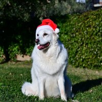 С новым годом! :: Светлана 