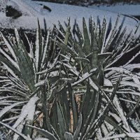 Юкка в снегу. :: Giant Tao /