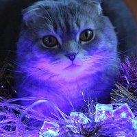 Тарас новогодний :: Галина Нестратова