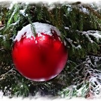 Шарик :: Veera V