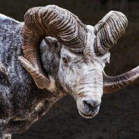 Аргали :: SanSan 