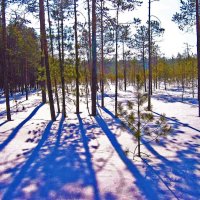 Зимний день на верховом болоте! :: Владимир 