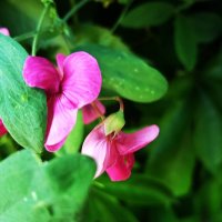 ......... :: Елена Шаламова