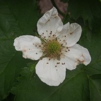 цветёт ежевика :: Елена Шаламова